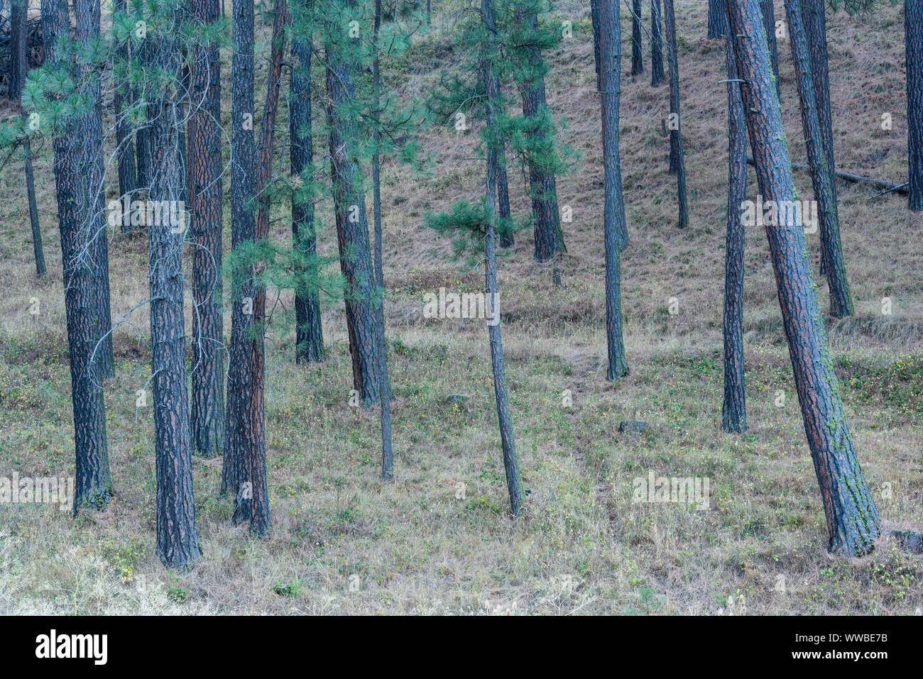 Pine woodland, Hwy 272 between Colfax and Palouse, Washington, USA Stock Photo