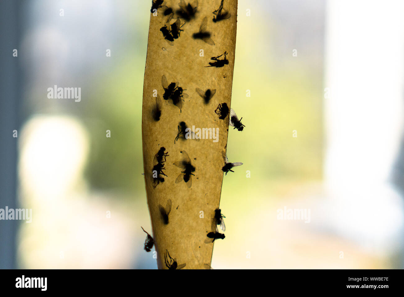 Fly paper trap hi-res stock photography and images - Alamy