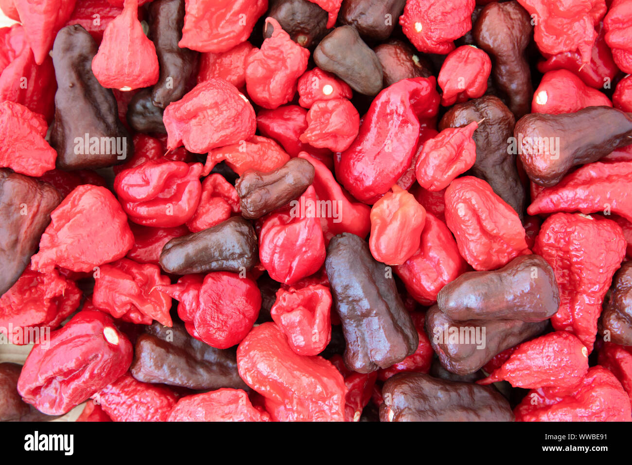 Mixture of very hot peppers including carolina reapers, dragon's breath, bhut jolokia and napa viper. Stock Photo