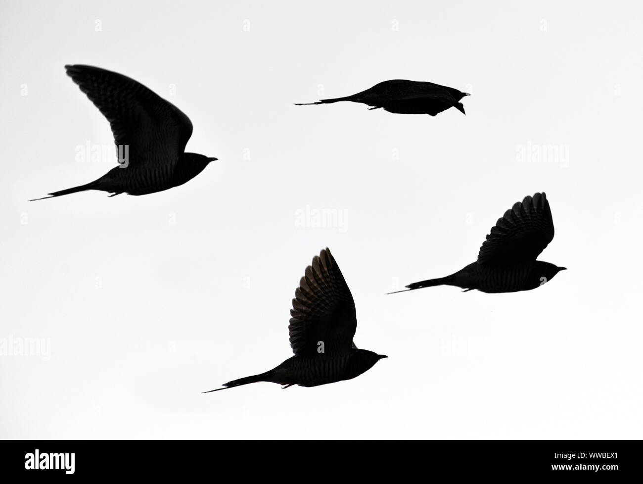 Silhouette of flying cuckoos in black and white Stock Photo
