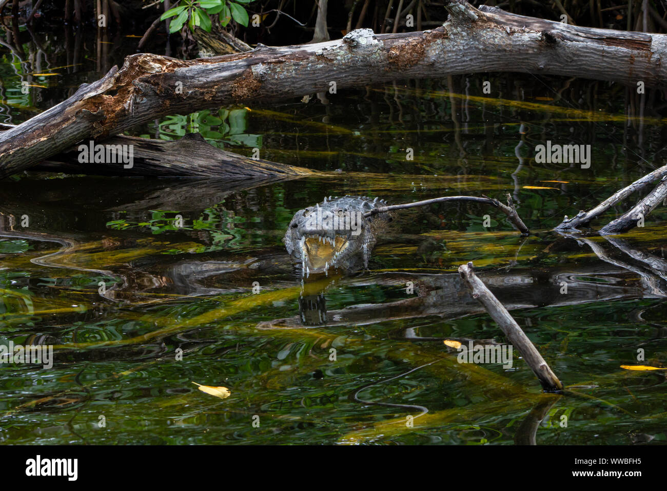 American Crocodile (crocodylus acutus) in a swamp in Black River, Jamaica Stock Photo
