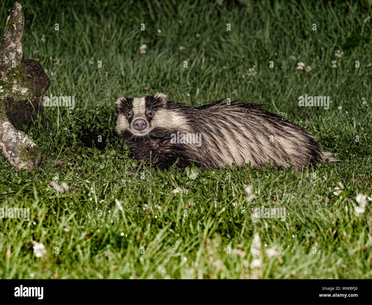 Badger foraging for food at night on woodland edge Stock Photo - Alamy