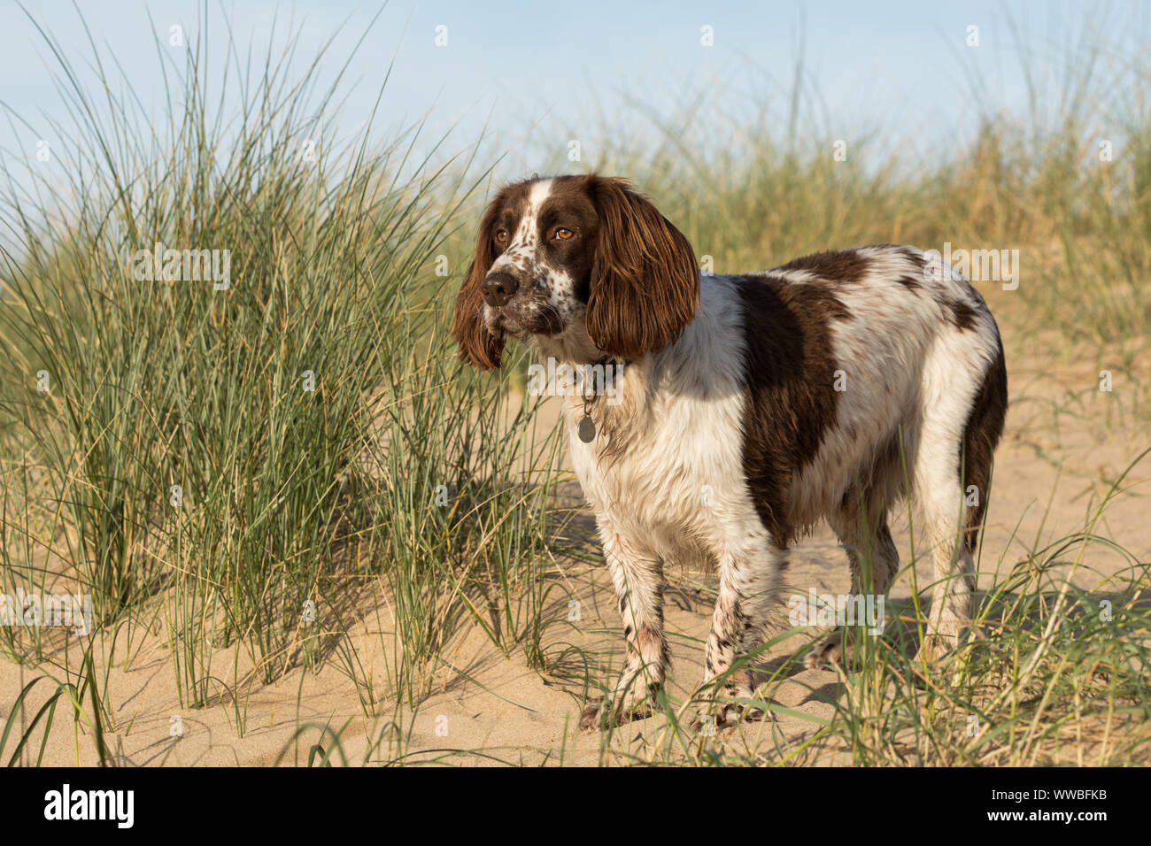 Brown Springer Spaniel - Marianafelcman