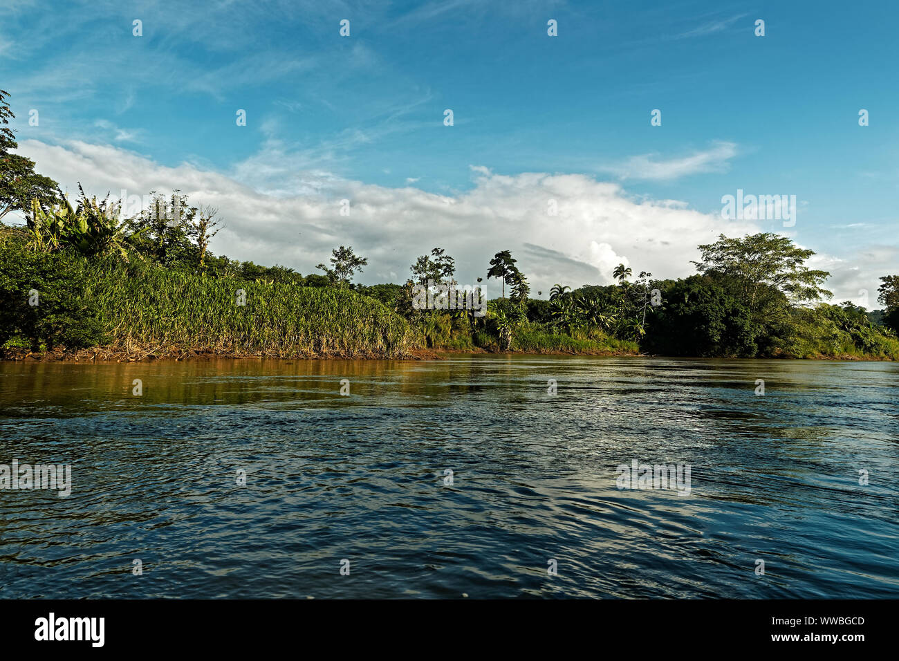 Costa Rica landscape from Boca Tapada, Rio San Carlos. Riverside with meadows and cows, tropical cloudy forest in the background. View from the boat. Stock Photo