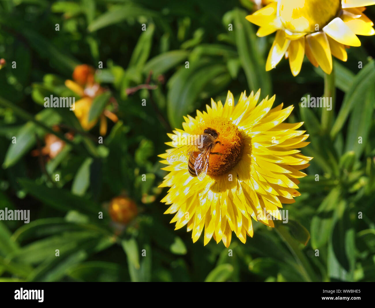 Western Honey Bee (Apis mellifera) collecting nectar from a strawflower (Xerochrysum bracteatum