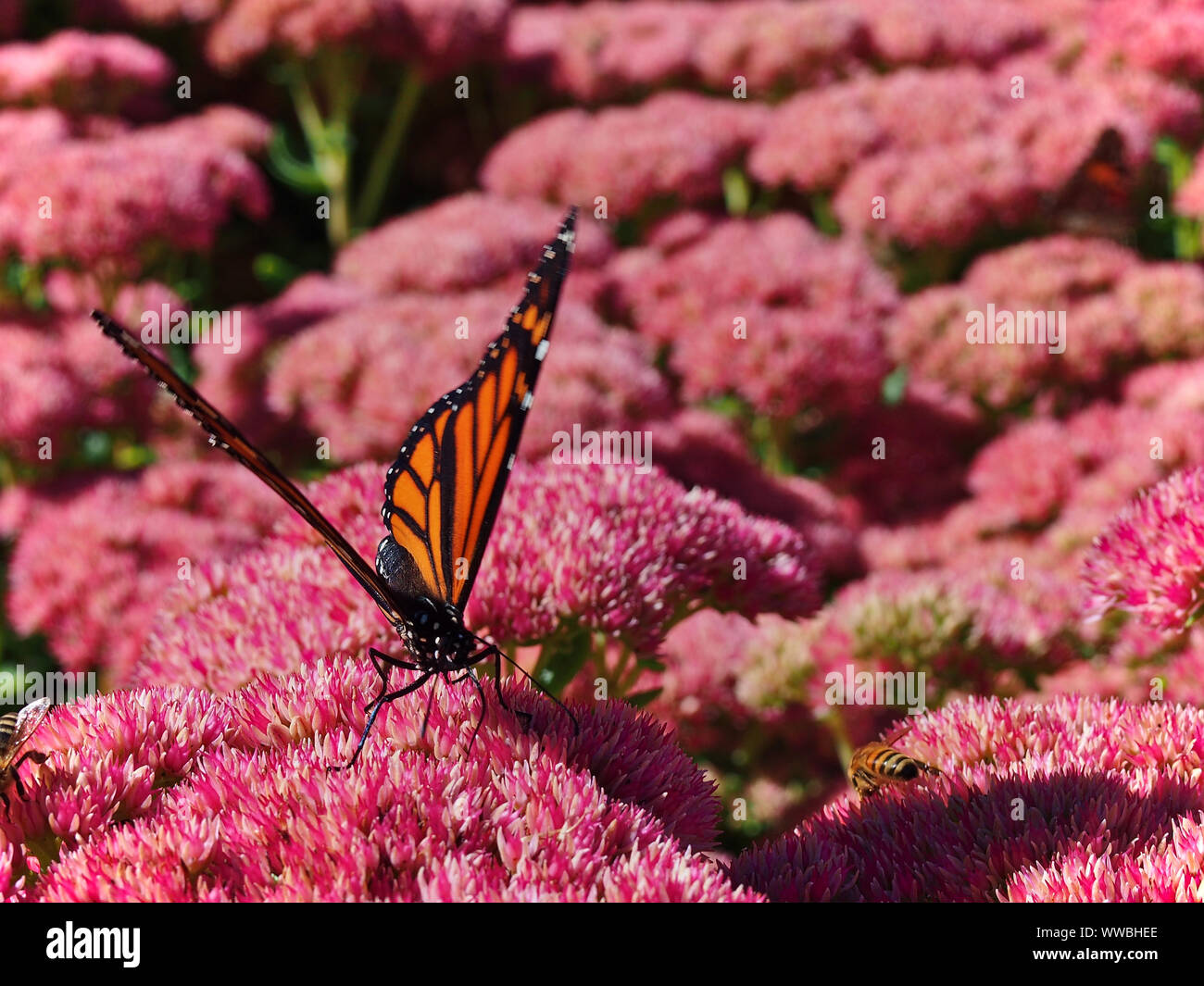 Monarch butterfly (Danaus plexippus) on the brilliant pink, nectar rich flower head of an Autumn Joy (Hylotelephium herbstsfreude). Stock Photo