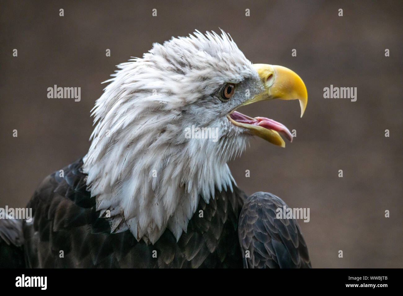 New York, USA,  14 September 2019.  A Bald Eagle (Haliaeetus leucocephalus) is displayed at the annual Raptor Fest event organized by the New York Cit Stock Photo