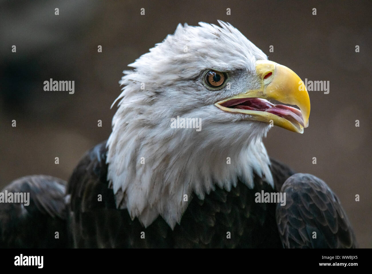 New York, USA,  14 September 2019.  A Bald Eagle (Haliaeetus leucocephalus) is displayed at the annual Raptor Fest event organized by the New York Cit Stock Photo