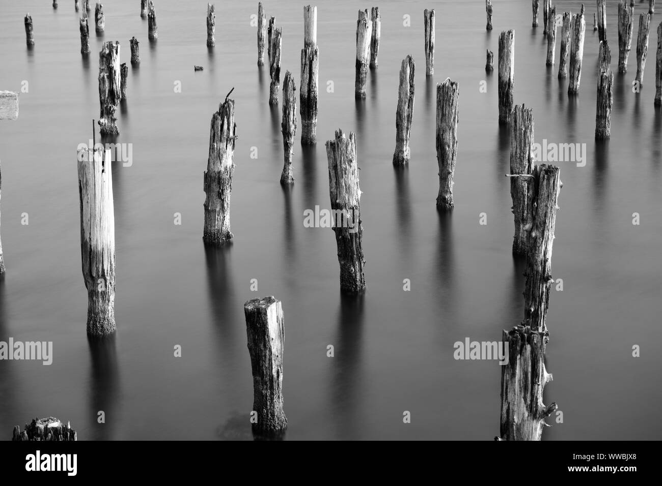 Fine art long shutter picture of old pier posts in the ocean at Coos Bay, Oregon, USA, North America in black and white Stock Photo