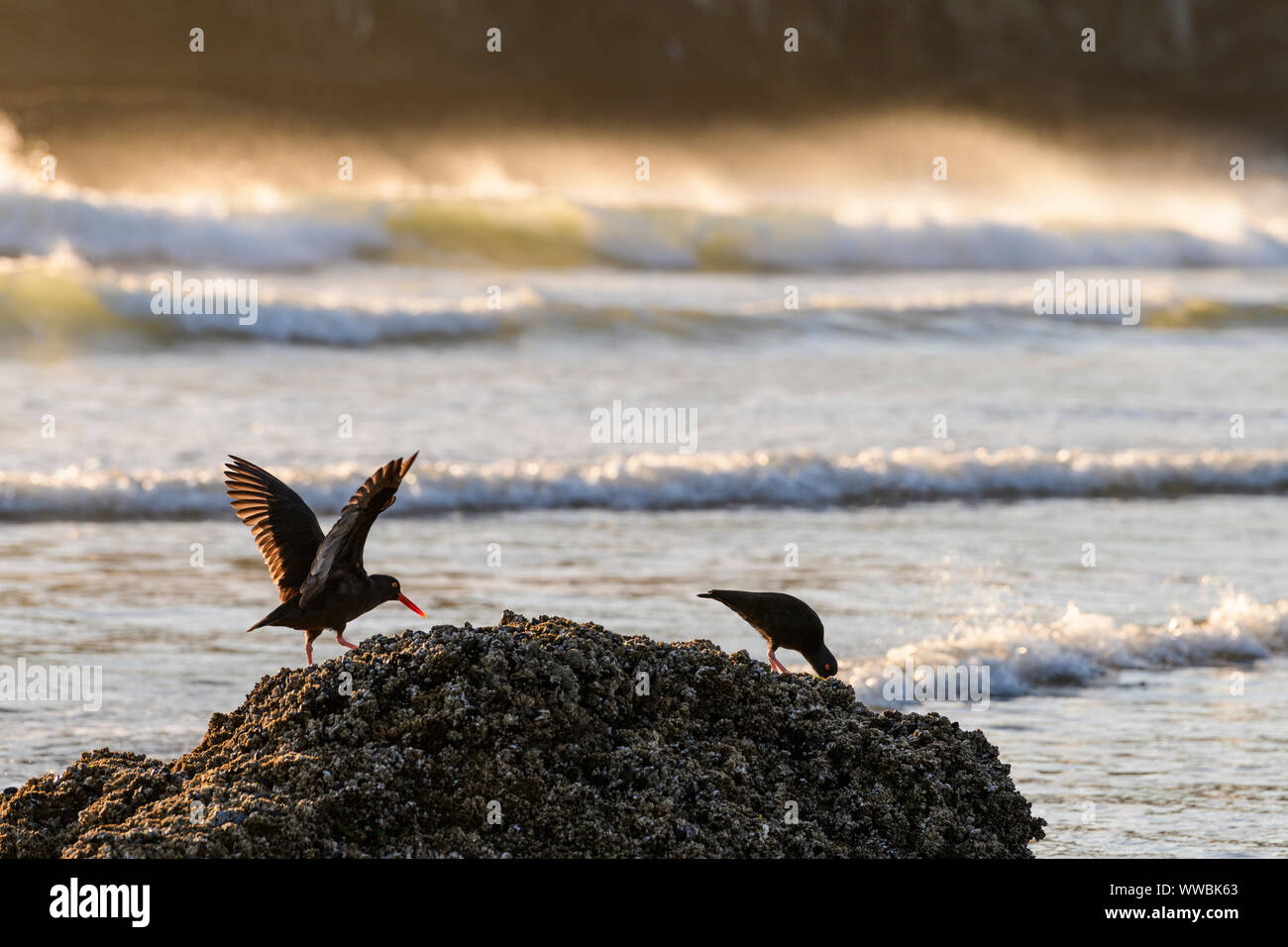 Oyster Catcher birds hunt for food along the Pacific Ocean near Harris Creek State Park in Oregon, North America. Stock Photo