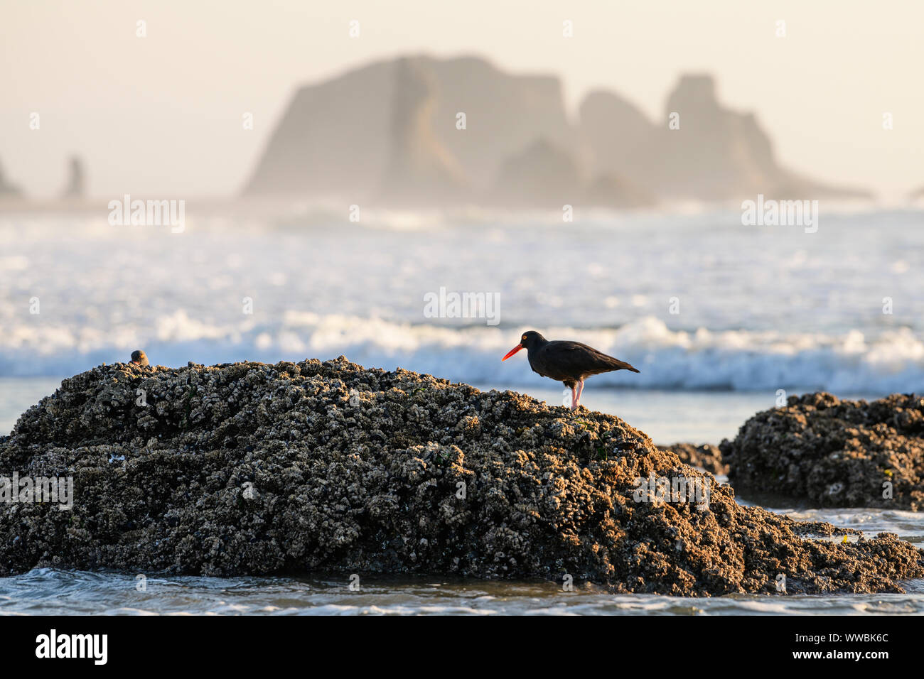 Oyster Catcher birds hunt for food along the Pacific Ocean near Harris Creek State Park in Oregon, North America. Stock Photo