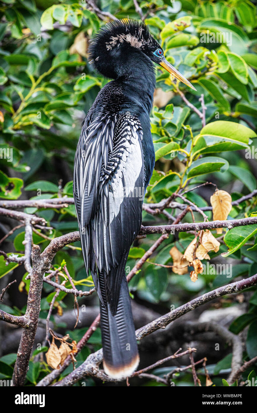 Male Anhinga displaying breeding plumage Stock Photo