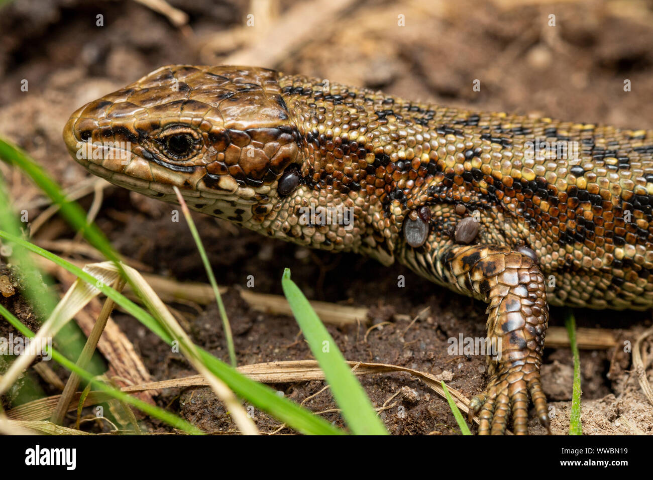 Common Lizard (Zootoca vivipara) with ticks Stock Photo