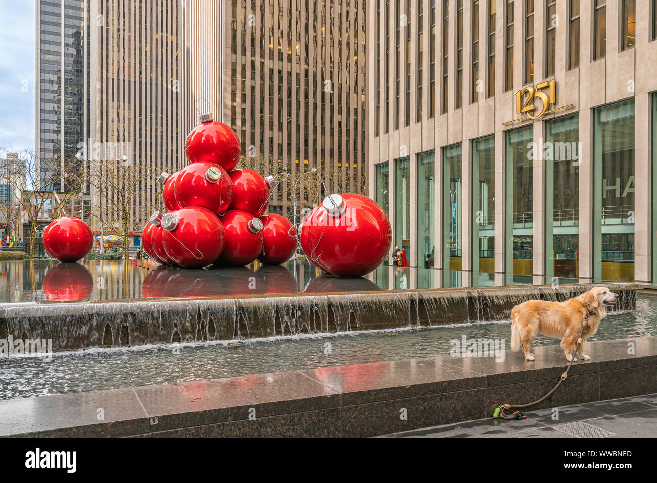 New York, NY, USA - December, 25th, 2018 - Beautiful Golden Retriever dog walking around Sixth Avenue near the huge red Christmas decoration balls in Stock Photo