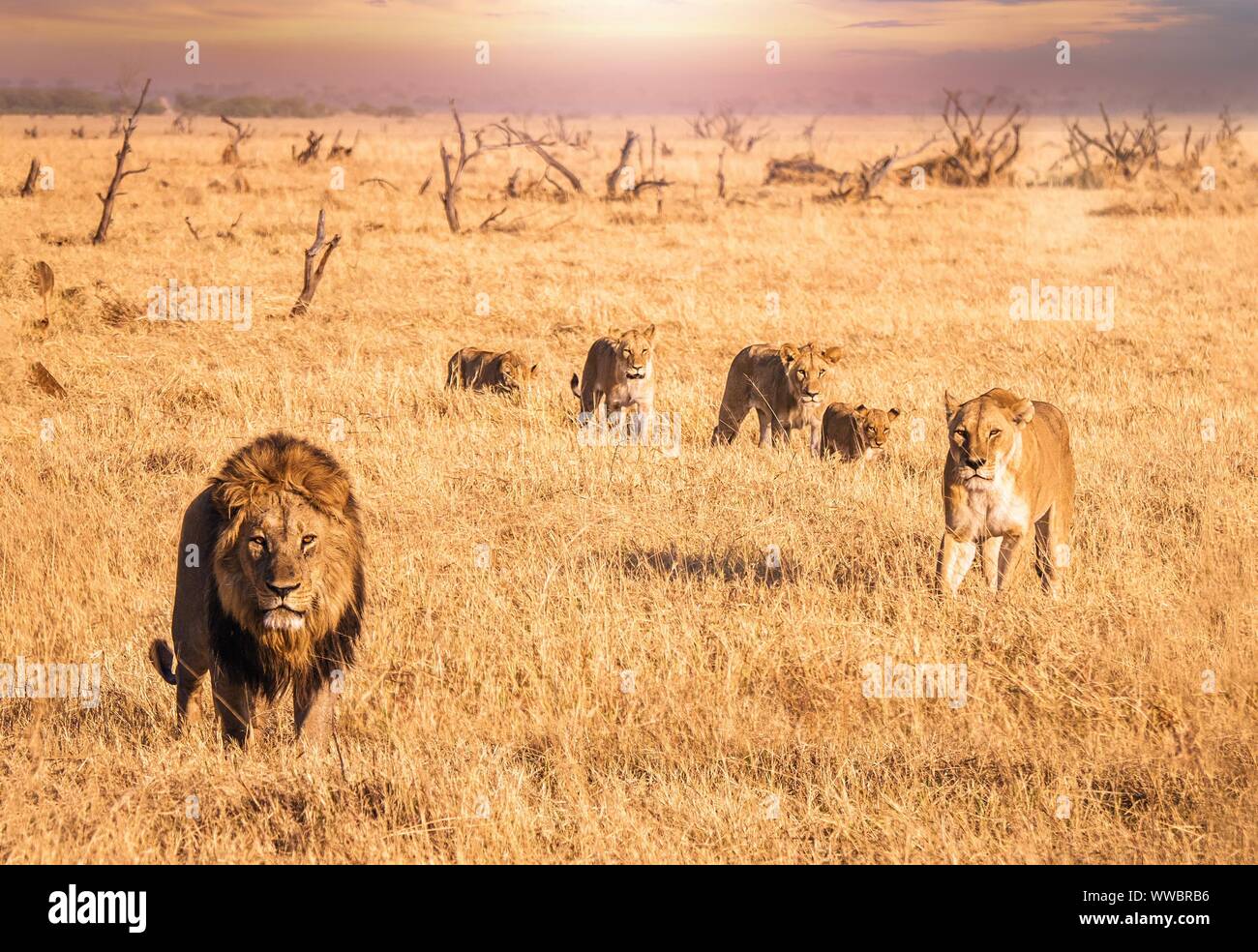 African safari scene where a male lion with a full mane is looking at the camera and moving through long dry grass with a lioness and four cubs that a Stock Photo