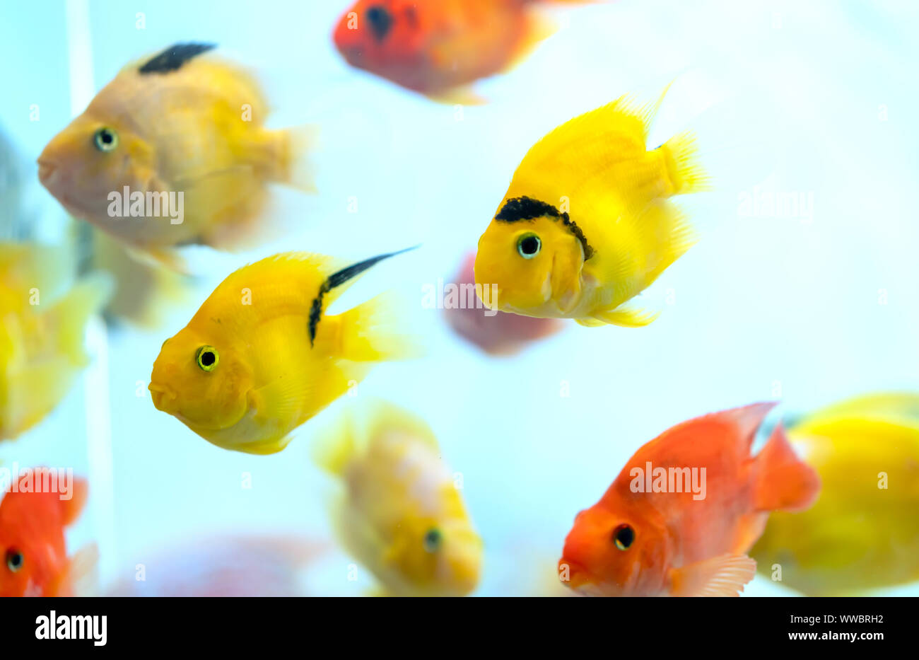 Colorful blood parrot cichlid fish in the aquarium. This is a species of ornamental fish used to decorate in the house Stock Photo