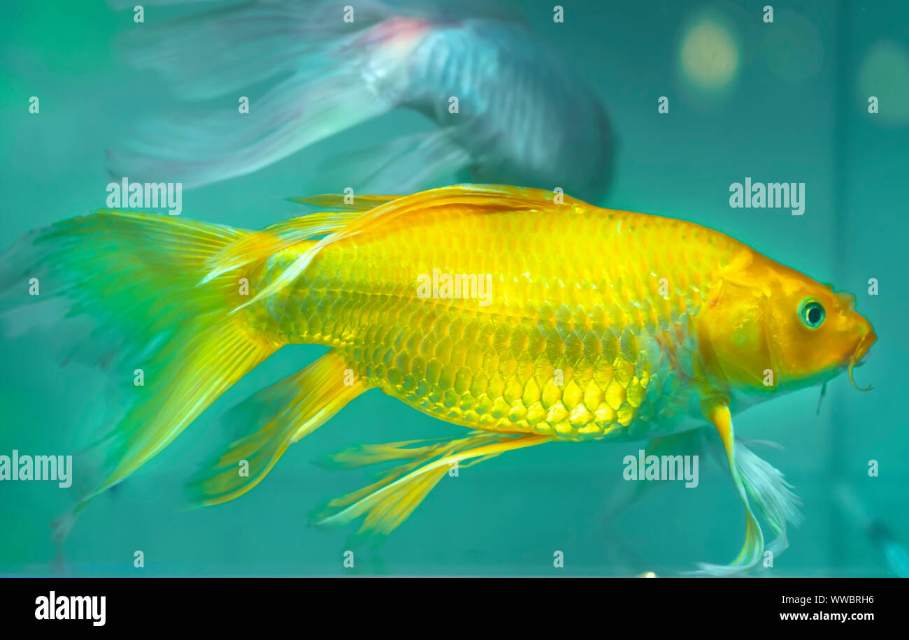 Colorful butterfly koi in the aquarium. This is a species of ornamental