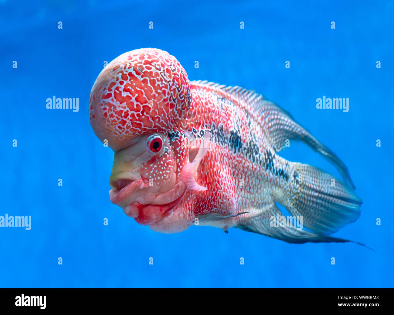 15 Feng Shui Fish To Keep In An Aquarium - Feng Shui Tips & Images