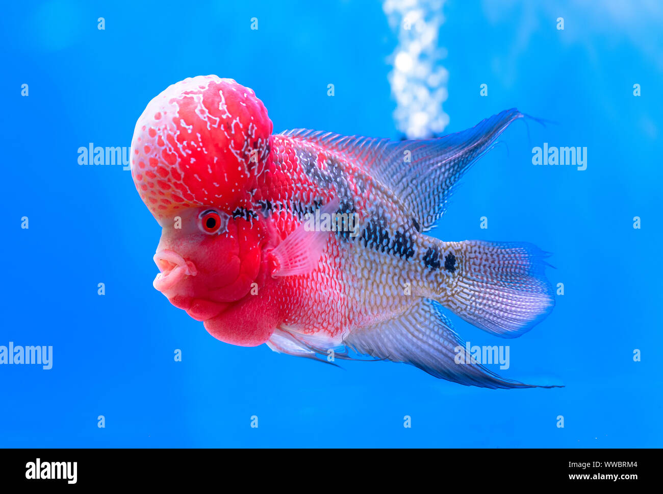 Flowerhorn Cichlid Colorful fish swimming in aquarium. This is an ornamental fish that symbolizes the luck of feng shui in the house Stock Photo