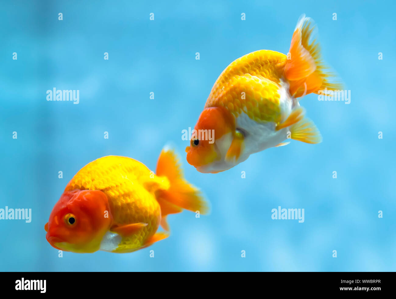 Picture of Colorful Goldfish in the aquarium. This is a species of ornamental fish ...