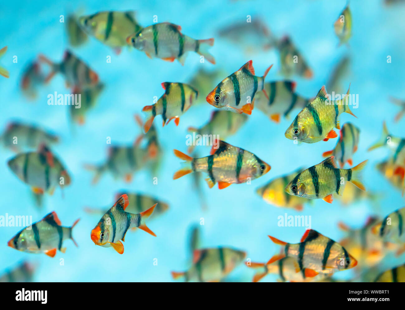 Group tiger barb or sumatra barb Puntius tetrazona fish in the aquarium. This is a species of ornamental fish used to decorate in the house Stock Photo