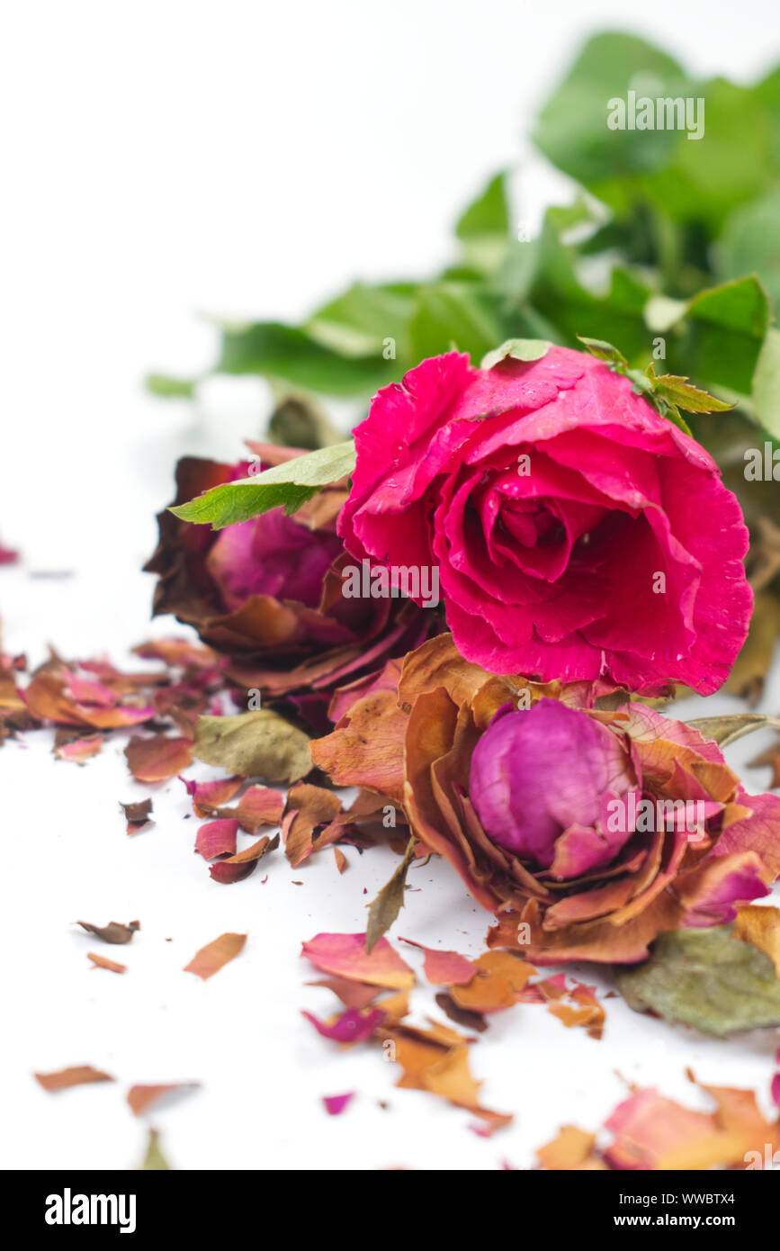 Fresh and dried pink roses with fractures of dried rose petals on white background. Contrast concept for live and death, love and lost, sweet and bitt Stock Photo
