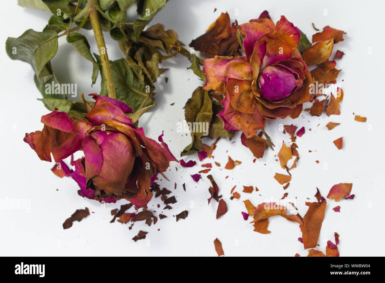 Dried red roses with fractures of rose petals on white background. Concept for aging love, bitter romance. Stock Photo