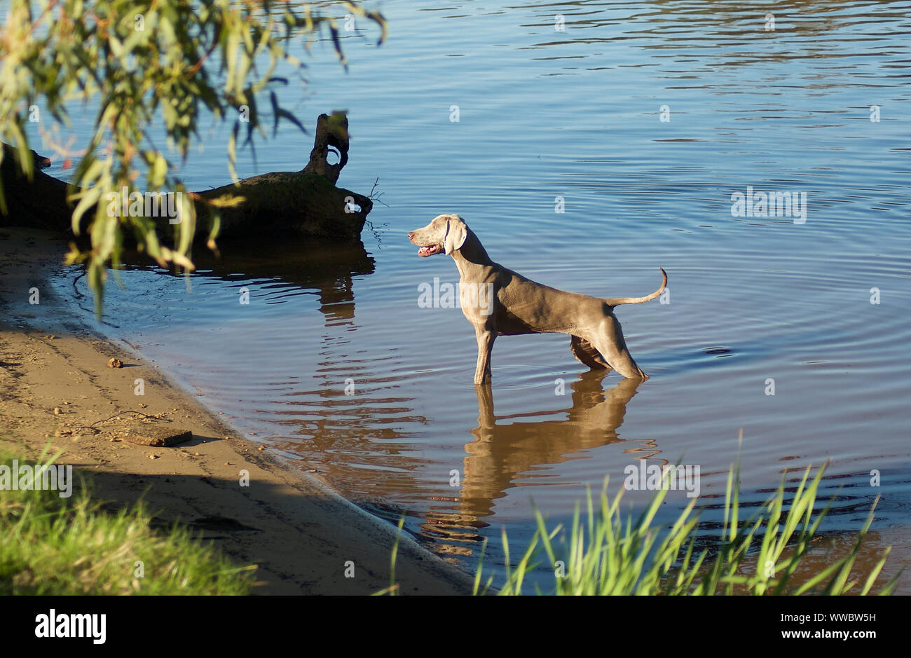 Weimaraner Bella, purebreed pointer, stands reflected in shallow river water, tial up, muscles straining with anticipation of fetching her ball Stock Photo