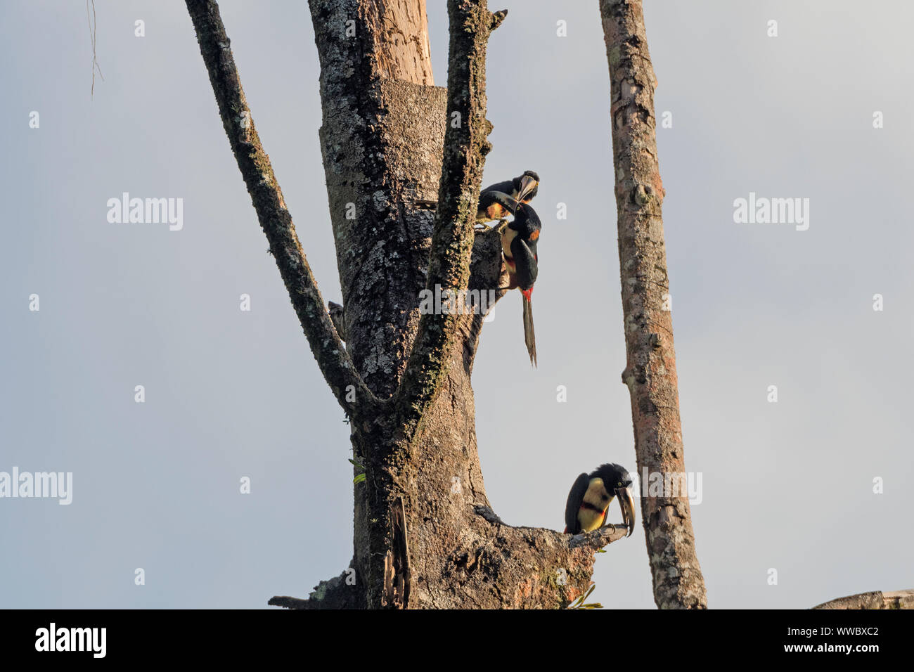 Collared Aracaris in a Nesting Tree in Tortuguero National Park in Costa Rica Stock Photo