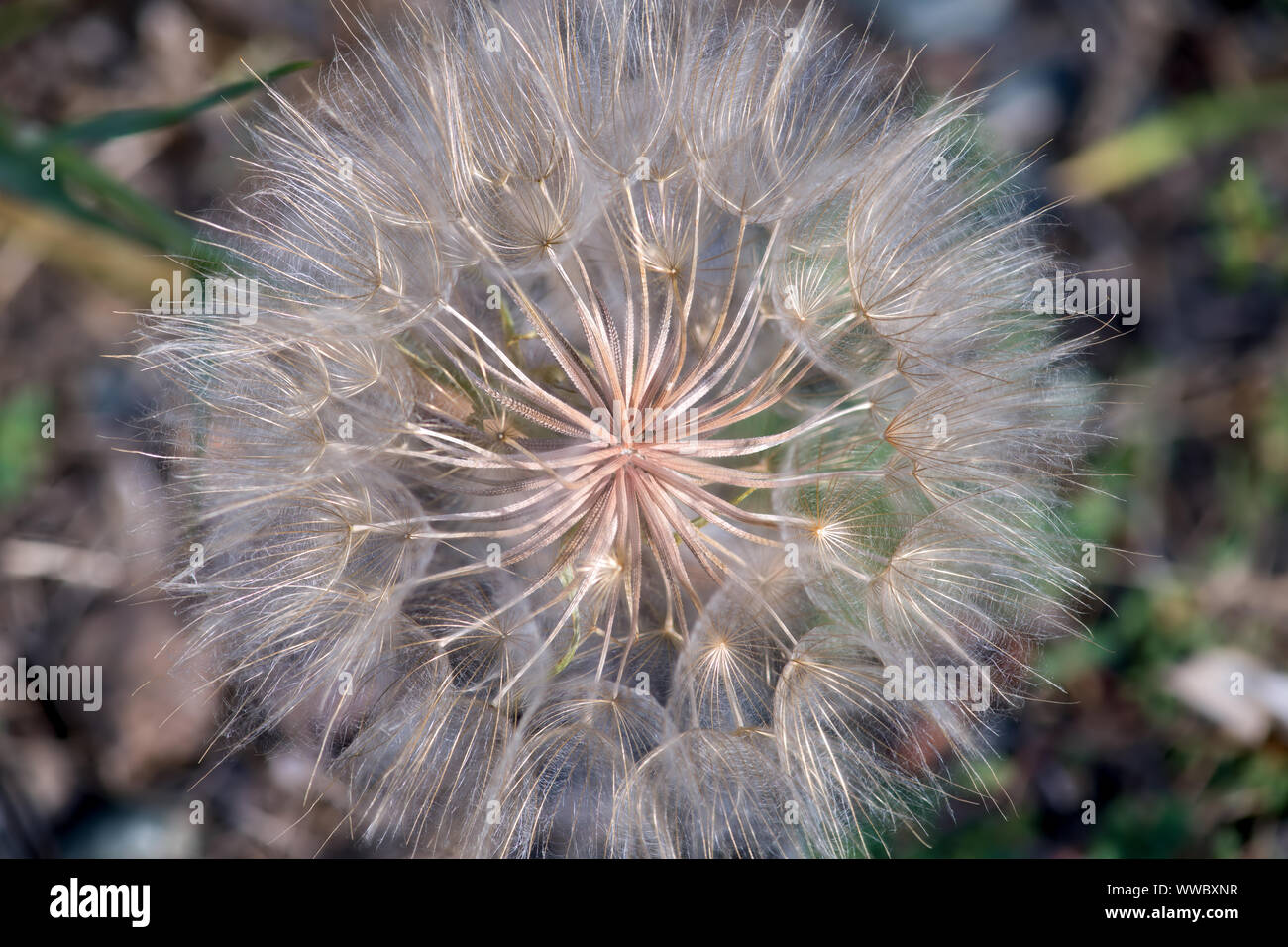 Macro view of a Salsify seedhead Stock Photo