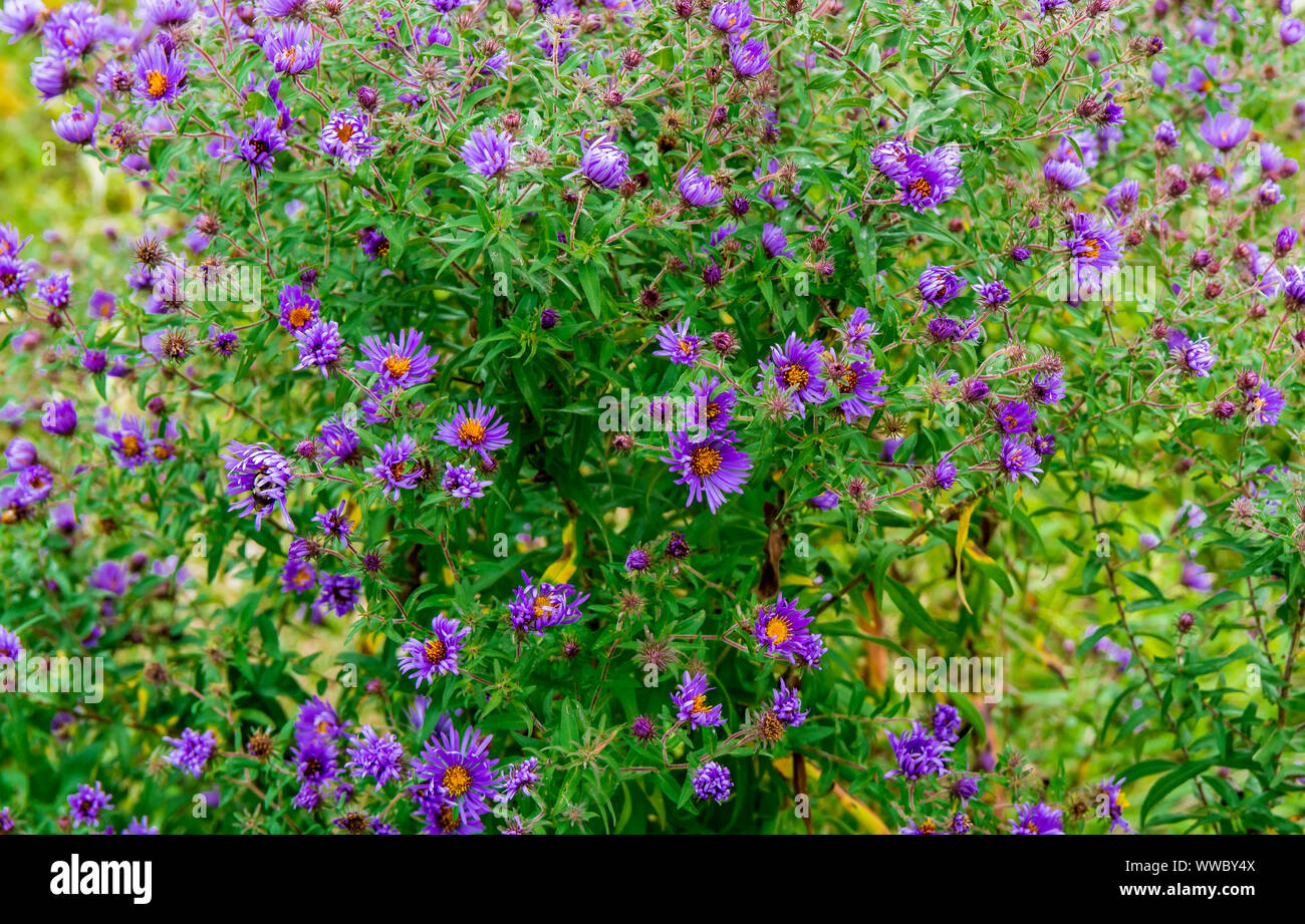 Purple wild flower bush Stock Photo Alamy