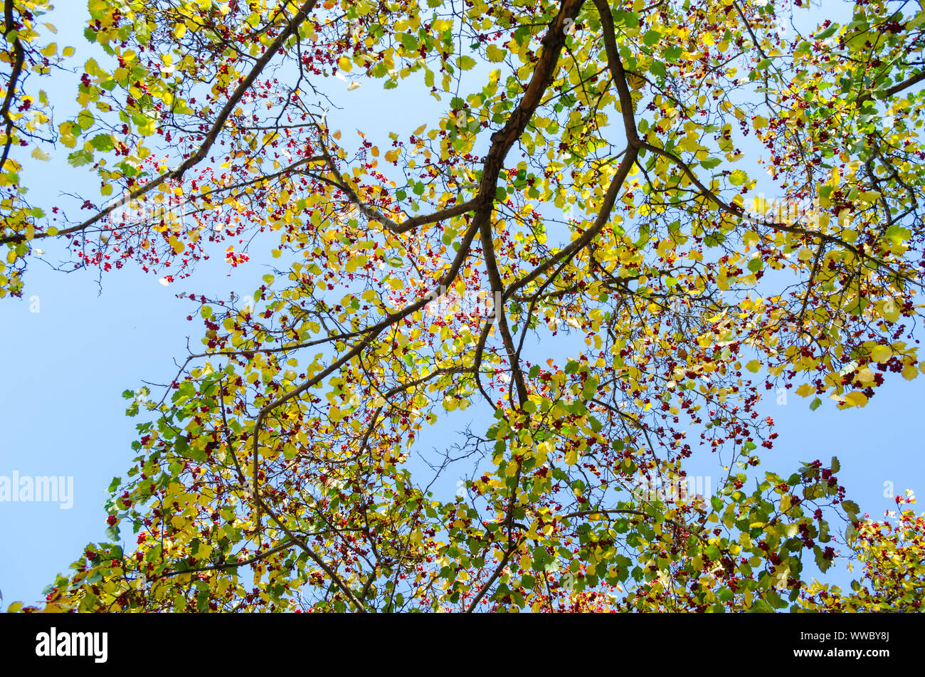 Upper Branches Of Trees Background Stock Photo Alamy
