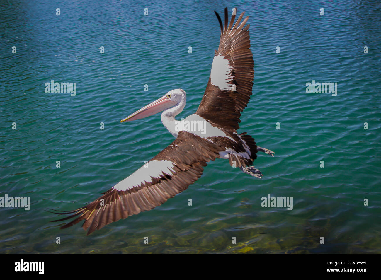 Australian pelican in elegant flight at the coast of New South Wales Stock Photo