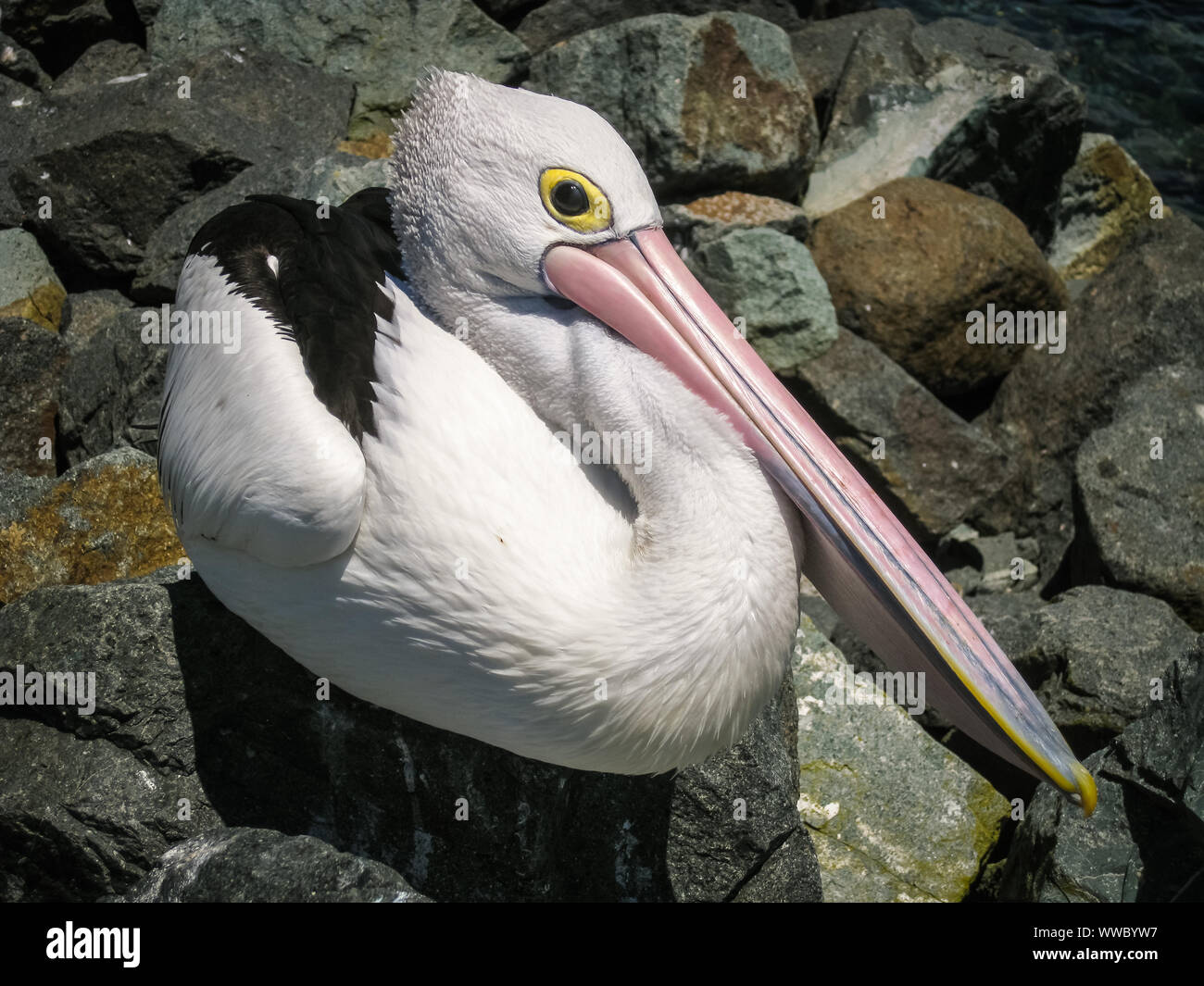 Close up of an Australian pelican resting, Forster, New South Wales Stock Photo