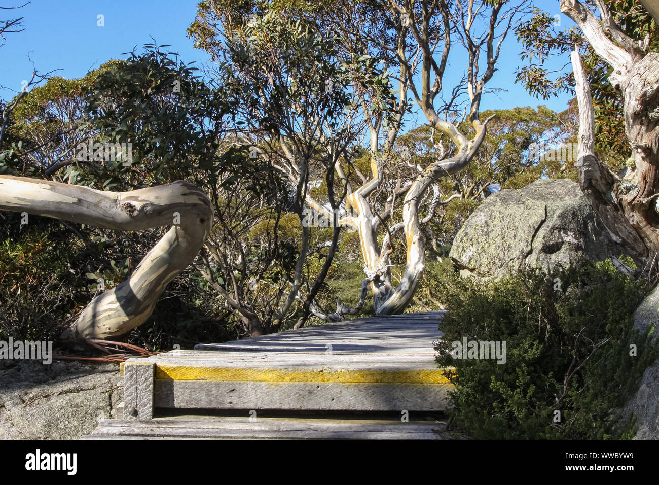 Boardwalk with wonderful Snow gums, Kosciuszko NP, New South Wales, Australia Stock Photo