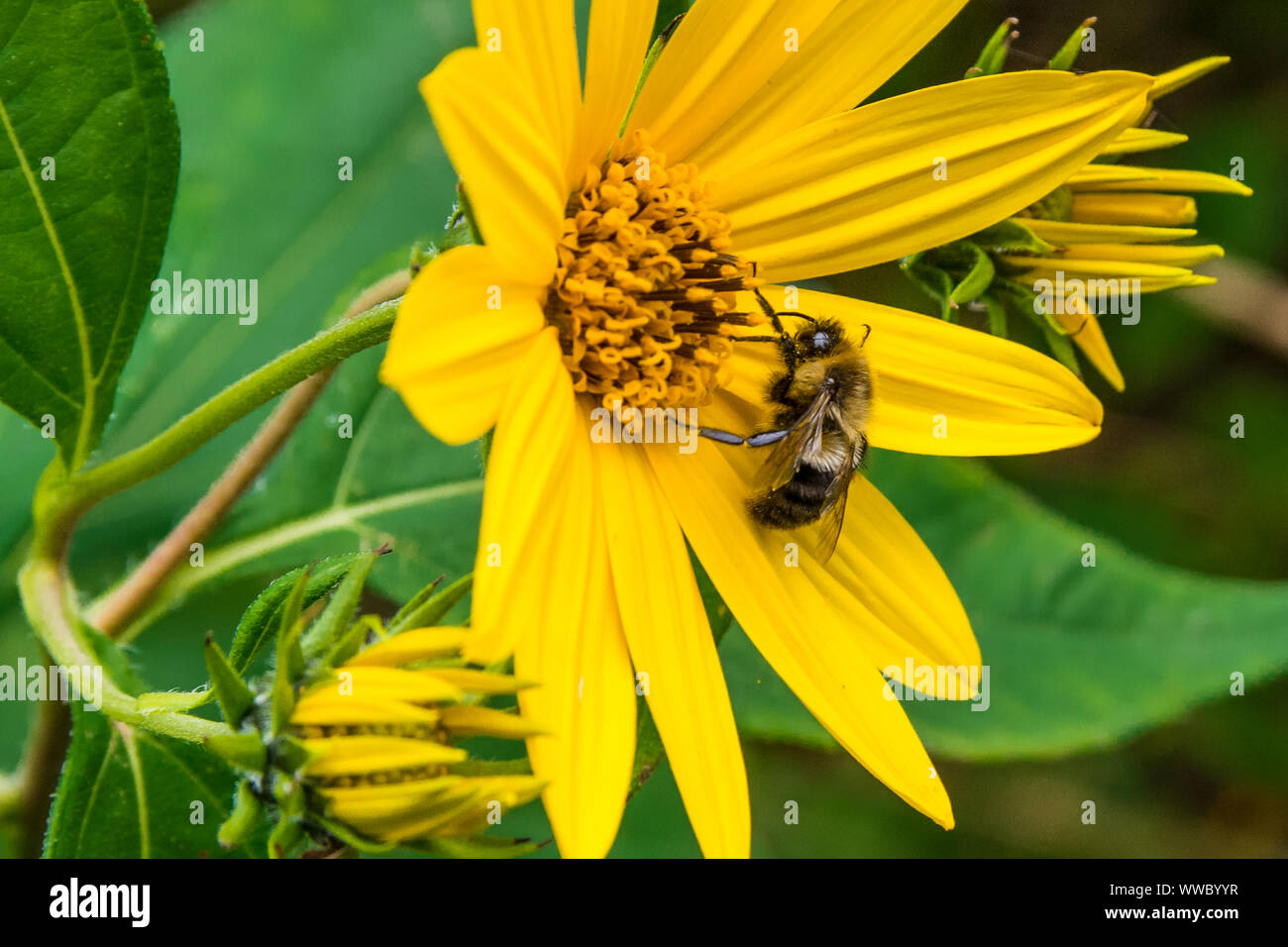 Yellow wild daisy Stock Photo - Alamy