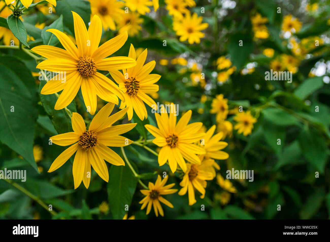 Yellow wild daisy Stock Photo - Alamy