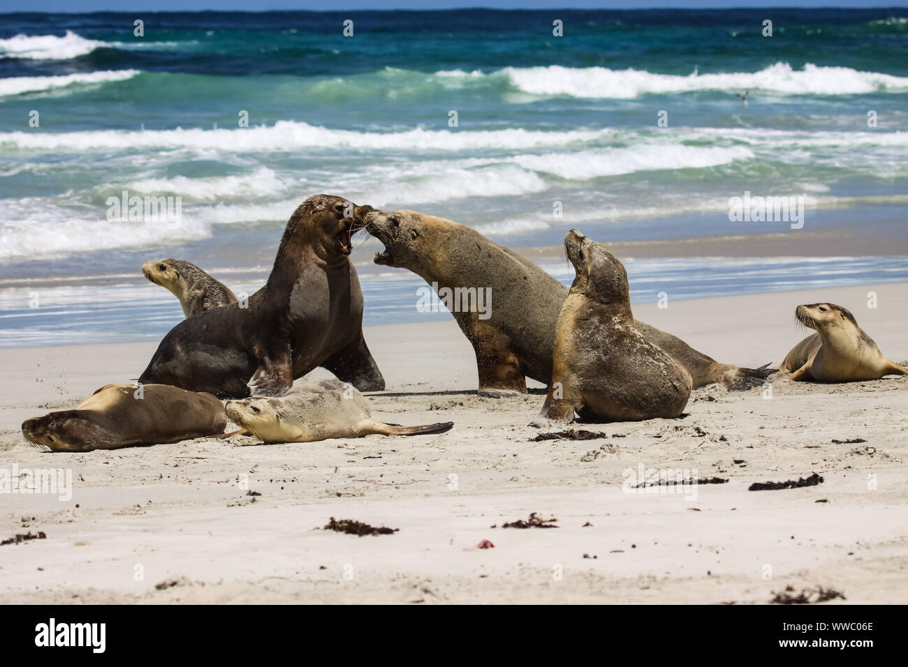 Group of Australian sea lions playing on the beach, Seal Bay, Kangaroo