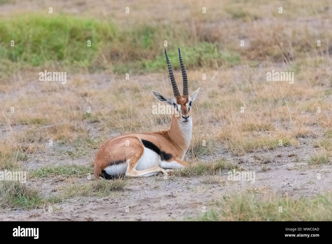 Thomson’s gazelle sitting in the grass in Africa, portrait Stock Photo ...
