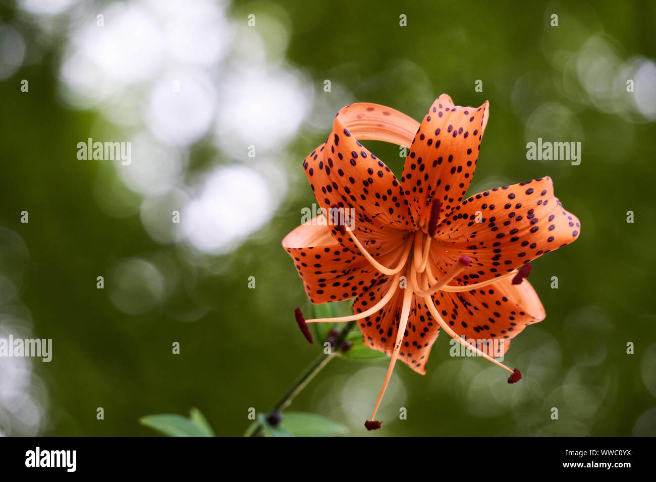 A black spotted orange tiger lily flower blossom (Lilium lancifolium)  blooms in a sunny forest at Matsushima, Miyagi, Japan Stock Photo - Alamy
