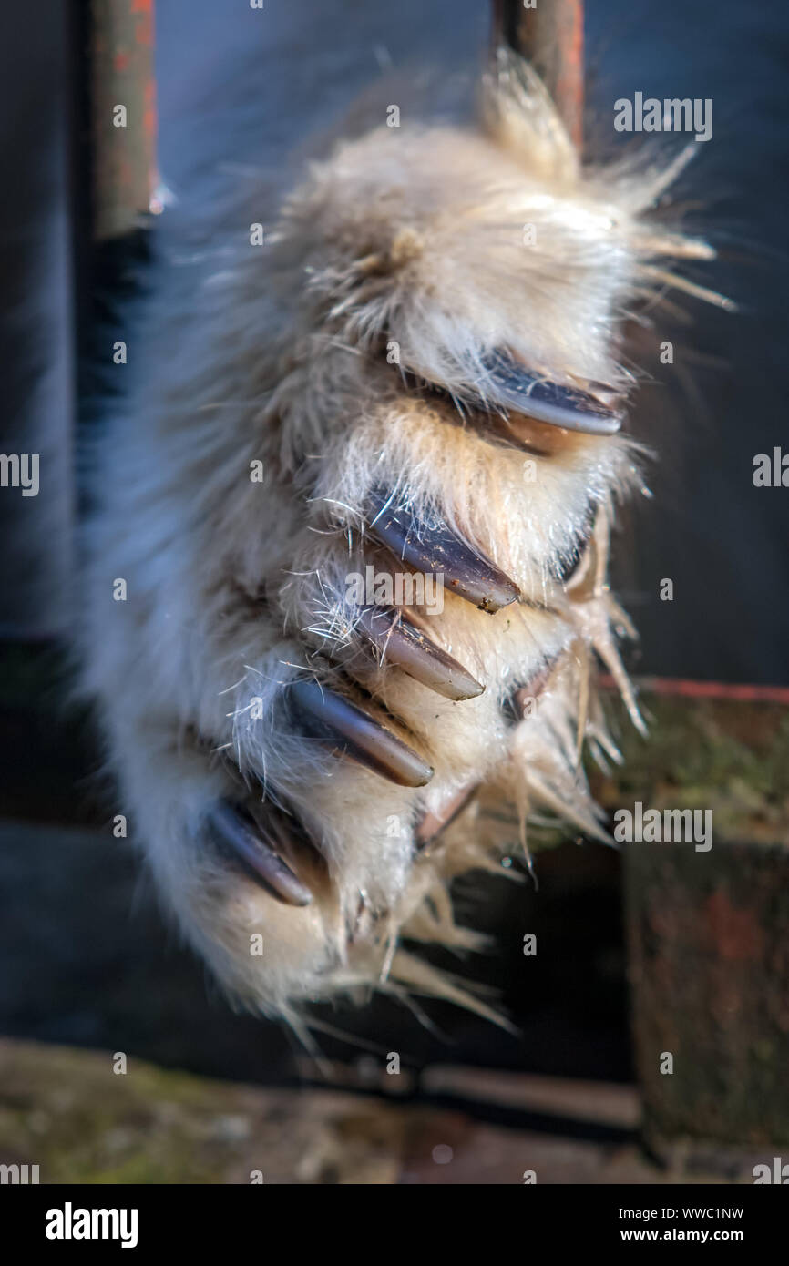 A large paw of a polar bear with huge claws of a prosutun through the iron bars of the cage. Sad animal in captivity. Selective focus on claws. Stock Photo