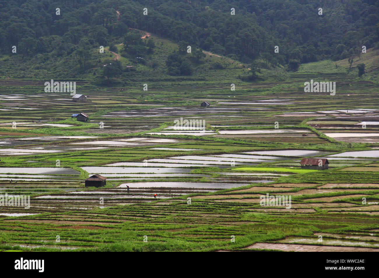 Patchwork paddy fields near Jowai, Meghalaya Stock Photo
