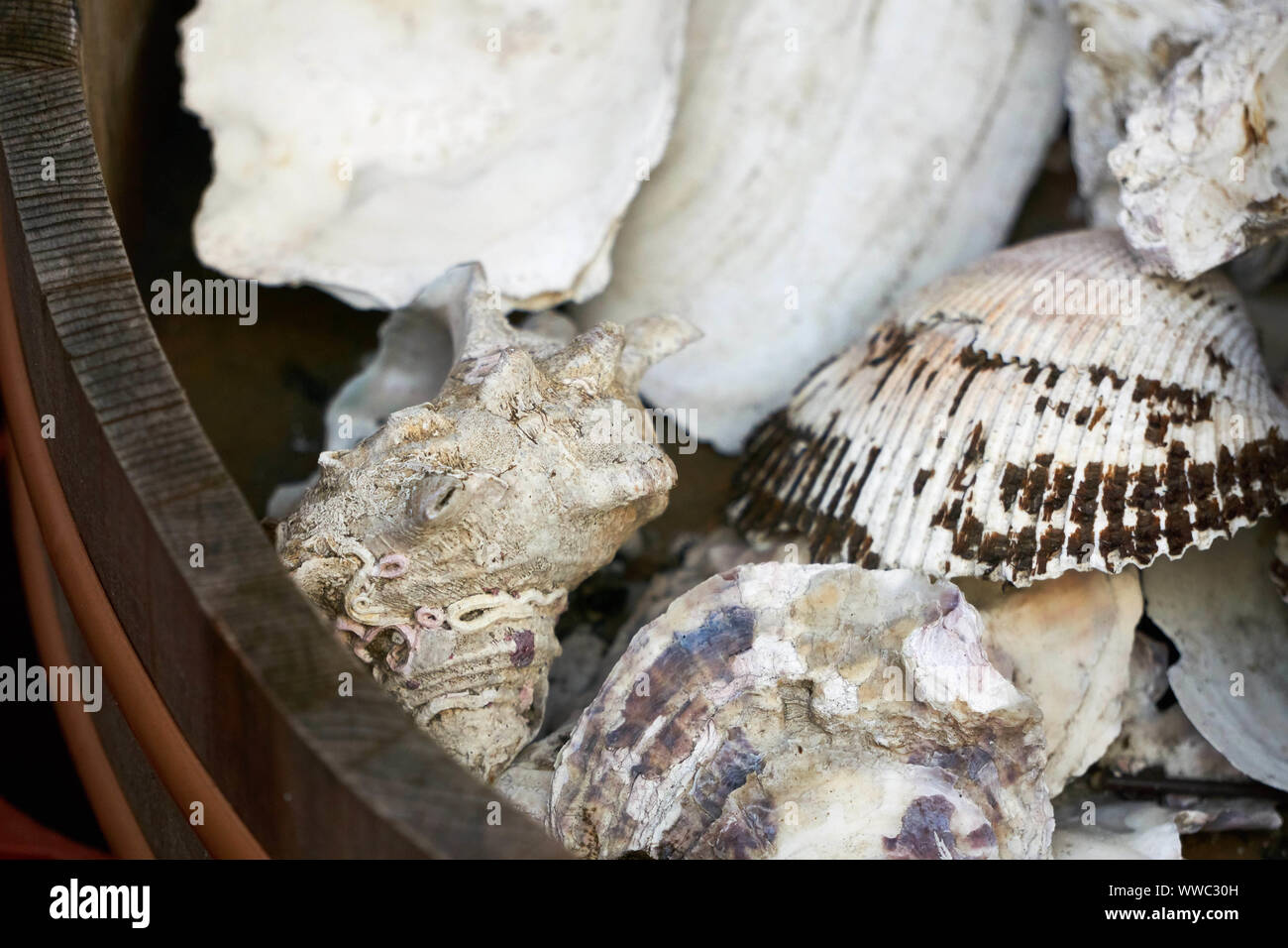 Clam, oyster, and other shells sit in a wooden bucket in the Ameyoko (Ameyayokocho) outdoor market near Ueno Station Stock Photo