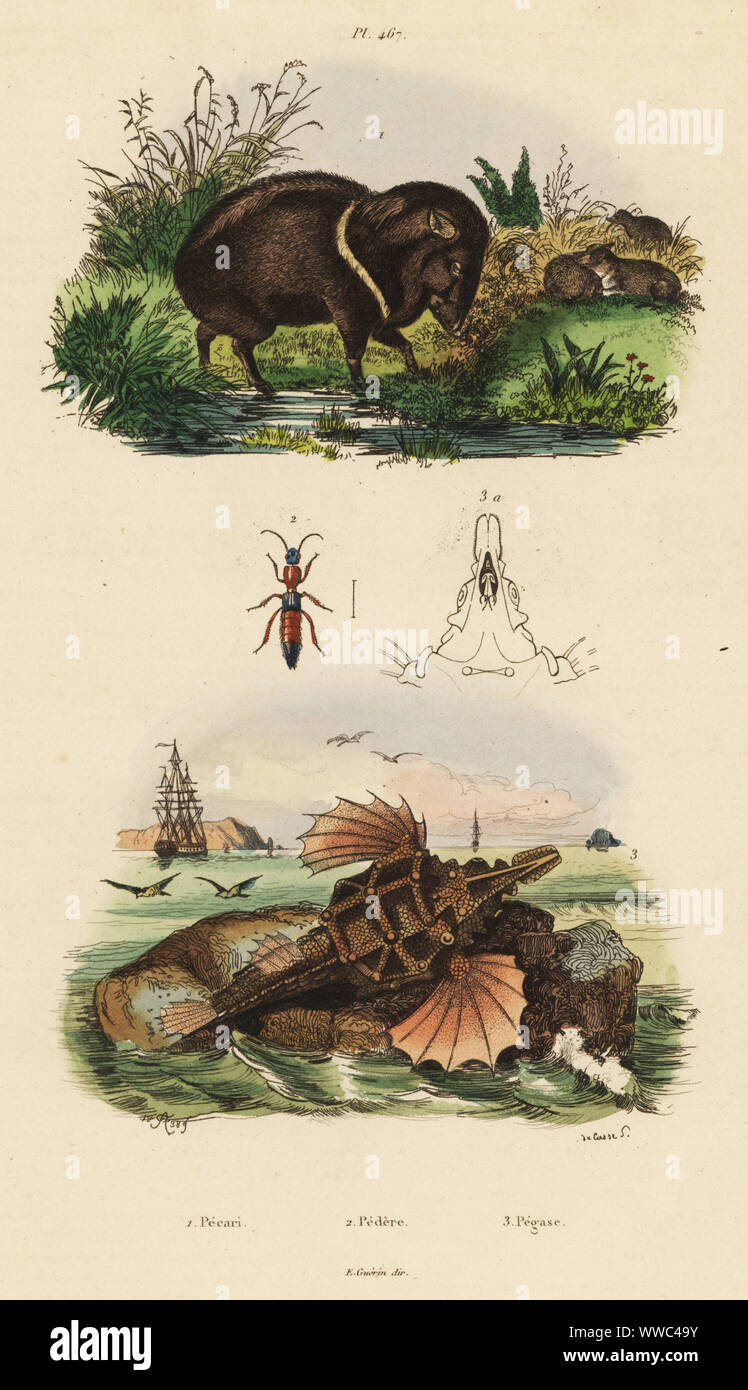 Collared peccary, Pecari tajacu, rove beetle, Paederus riparius, and short dragonfish, Eurypegasus draconis. Pecari, Pedere, Pegase. Handcoloured steel engraving by du Casse after an illustration by Adolph Fries from Felix-Edouard Guerin-Meneville's Dictionnaire Pittoresque d'Histoire Naturelle (Picturesque Dictionary of Natural History), Paris, 1834-39. Stock Photo