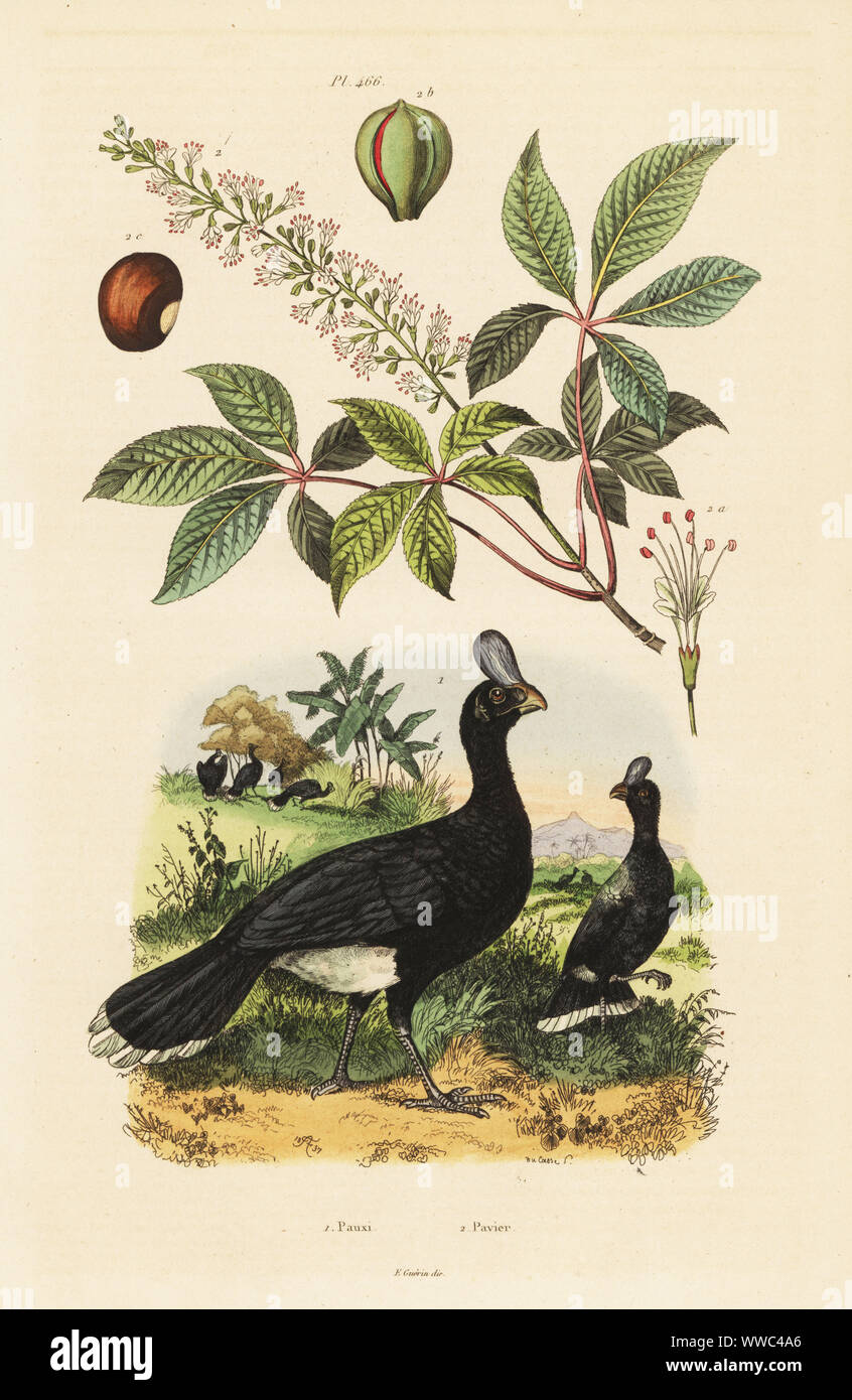 Horned curassow, Pauxi unicornis, critically endangered, and bottlebrush buckeye, Aesculus parviflora 2. Pauxi, Pavier. Handcoloured steel engraving by du Casse after an illustration by Adolph Fries from Felix-Edouard Guerin-Meneville's Dictionnaire Pittoresque d'Histoire Naturelle (Picturesque Dictionary of Natural History), Paris, 1834-39. Stock Photo