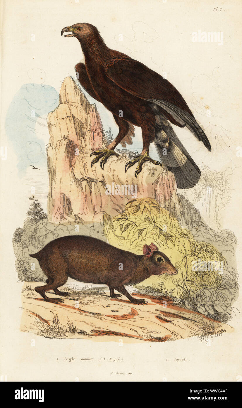 Golden eagle, L'Aigle royal, Aquila chrysaetos 1 and Central American agouti, Dasyprocta punctata 2. Aigle commun, agouti. Handcoloured steel engraving by du Casse after an illustration by Adolph Fries from Felix-Edouard Guerin-Meneville's Dictionnaire Pittoresque d'Histoire Naturelle (Picturesque Dictionary of Natural History), Paris, 1834-39. Stock Photo