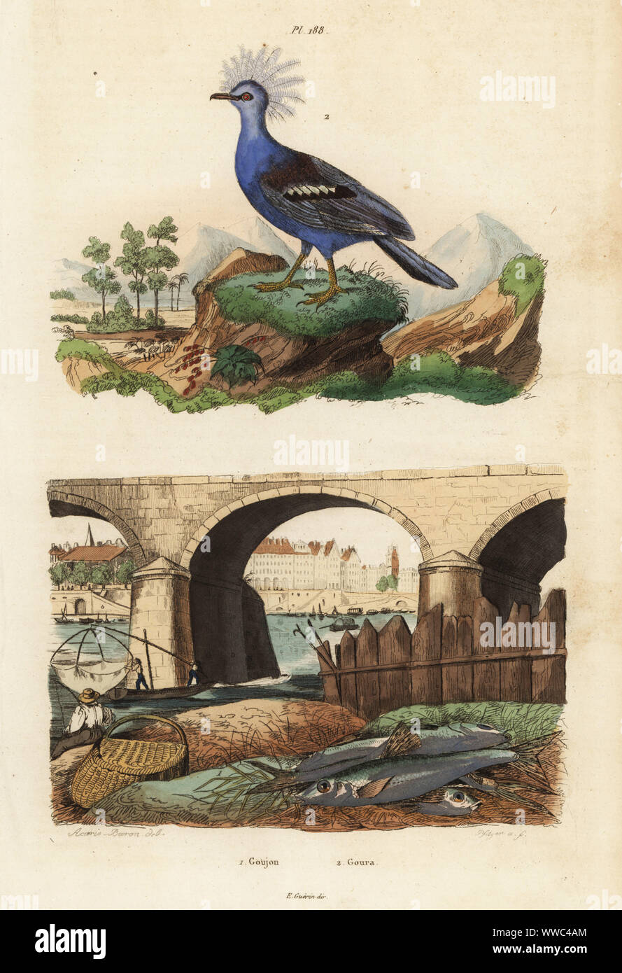 Fishermen fishing with nets under a bridge for gudgeon, Le goujon, Gobio gobio 1, and western crowned pigeon, le Goura couronne, Goura cristata 2. Handcoloured steel engraving by Pfitzer after an illustration by A. Carie Baron from Felix-Edouard Guerin-Meneville's Dictionnaire Pittoresque d'Histoire Naturelle (Picturesque Dictionary of Natural History), Paris, 1834-39. Stock Photo