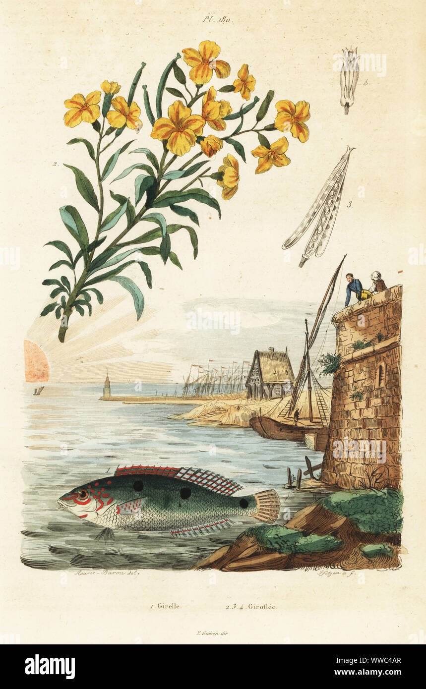 Three-spot wrasse, Halichoeres trimaculatus 1, and wallflower, Cheiranthus cheiri 2. Girelle, Giroflee. Handcoloured steel engraving by Pfitzer after an illustration by A. Carie Baron from Felix-Edouard Guerin-Meneville's Dictionnaire Pittoresque d'Histoire Naturelle (Picturesque Dictionary of Natural History), Paris, 1834-39. Stock Photo