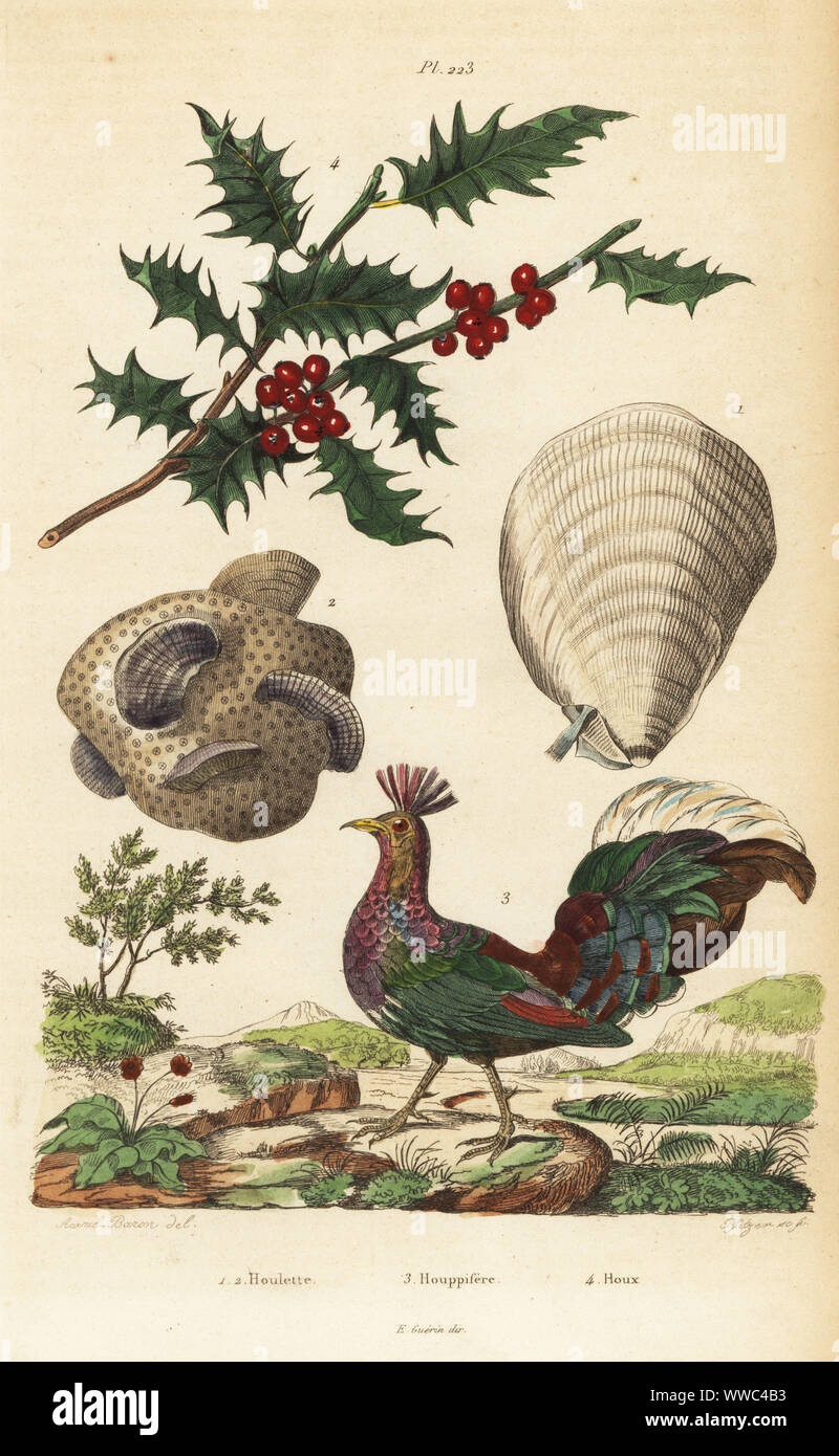 Crested fireback, Lophura ignita 3, holly, Ilex aquifolium 4, and coral scallops, Pedum spondyloideum 1,2. Houlette, Houppifere, Houx. Handcoloured steel engraving by Pfitzer after an illustration by A. Carie Baron from Felix-Edouard Guerin-Meneville's Dictionnaire Pittoresque d'Histoire Naturelle (Picturesque Dictionary of Natural History), Paris, 1834-39. Stock Photo