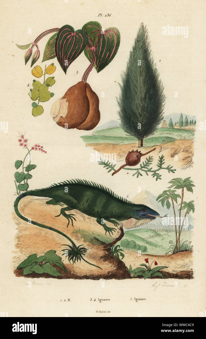 English yew tree, Taxus baccata 1, purple yam, ube, or greater yam, Dioscorea alata 2, and green iguana, Iguana iguana 3. Handcoloured steel engraving by Auguste Dumeril after an illustration by A. Carie Baron from Felix-Edouard Guerin-Meneville's Dictionnaire Pittoresque d'Histoire Naturelle (Picturesque Dictionary of Natural History), Paris, 1834-39. Stock Photo